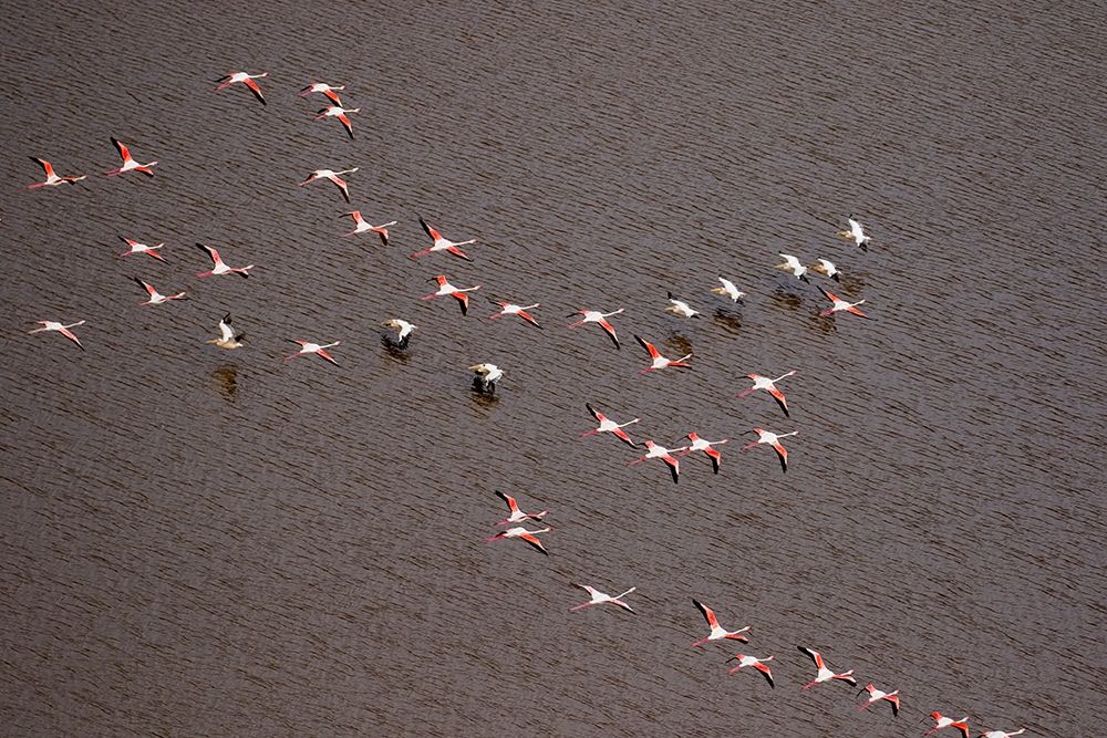 Africa-Tanzania-Aerial view of flock of Greater and Lesser Flamingos flying  art print by Paul Souders for $57.95 CAD